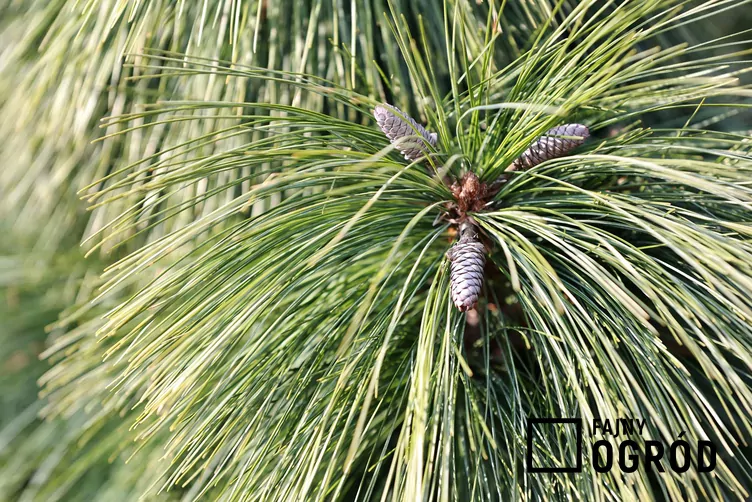 Sosna Schwerina 'Wiethorst'