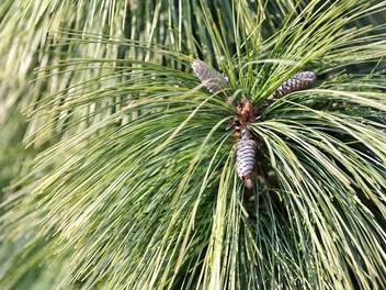 Sosna Schwerina 'Wiethorst' - zdjęcie 4