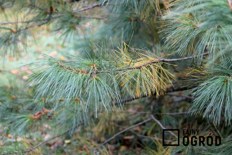 Sosna Schwerina 'Wiethorst' - zdjęcie 5