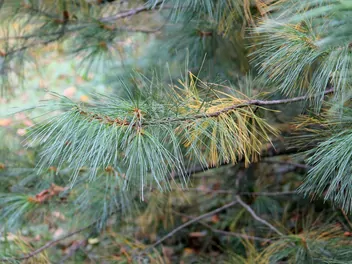 Sosna Schwerina 'Wiethorst' - zdjęcie 5