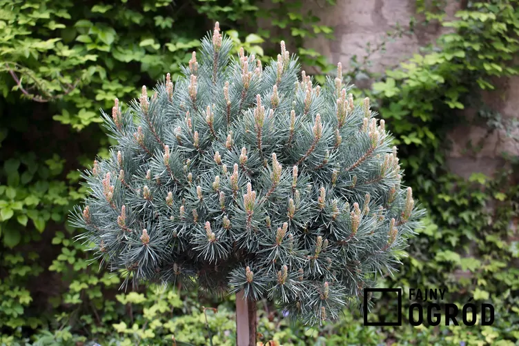 Sosna pospolita 'Watereri'