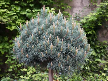 Ilustracja rośliny sosna pospolita 'watereri'