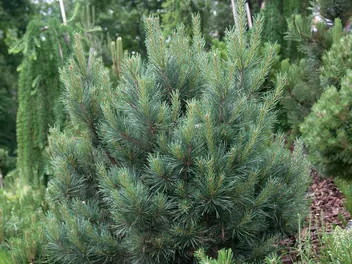 Sosna pospolita 'Watereri' - zdjęcie 2