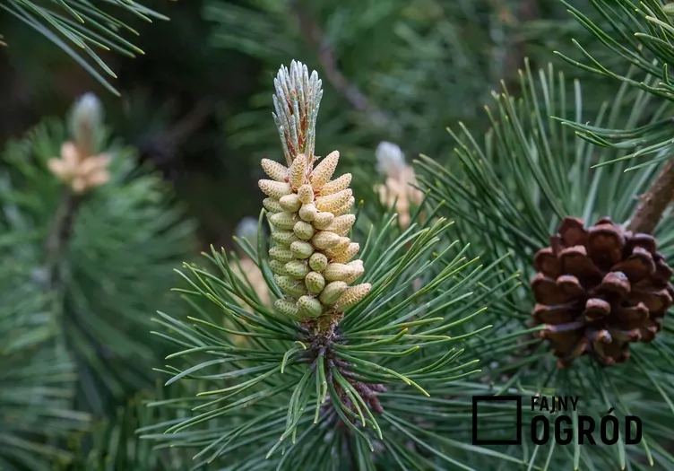 Sosna pospolita 'Watereri'
