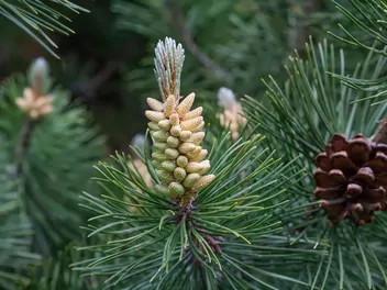 Sosna pospolita 'Watereri' - zdjęcie 3