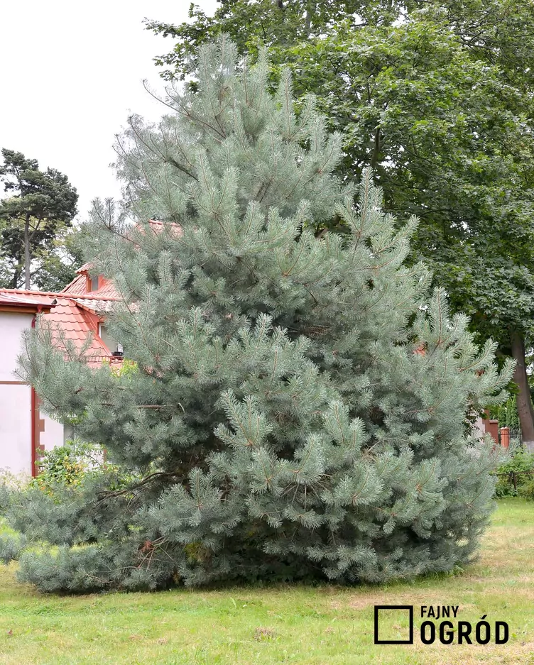 Sosna pospolita 'Watereri'