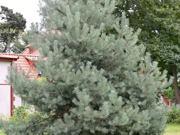 Sosna pospolita 'Watereri' - zdjęcie 4
