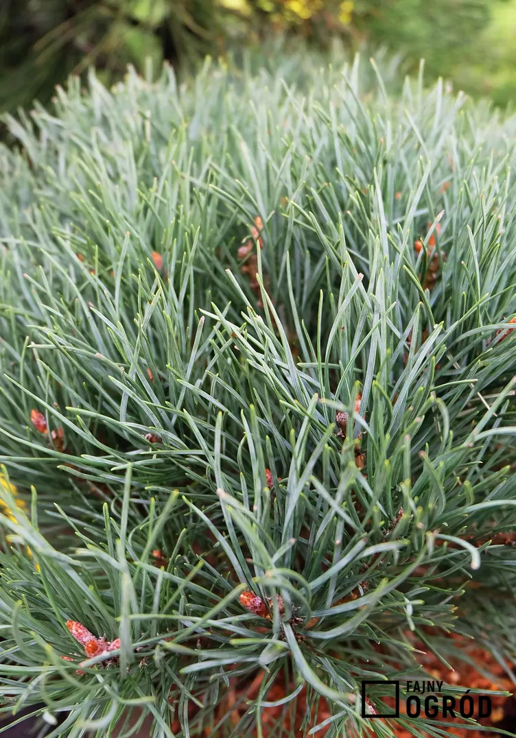 Sosna pospolita 'Watereri' - zdjęcie 5