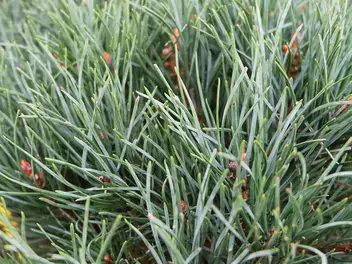 Sosna pospolita 'Watereri' - zdjęcie 5