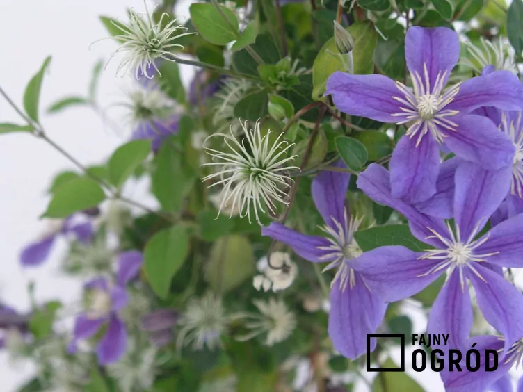 Powojnik całolistny 'Arabella'