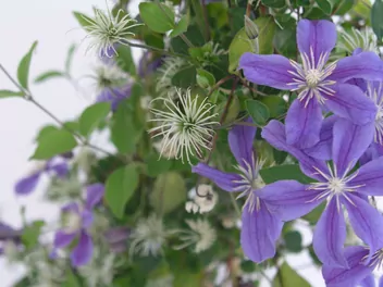 Zdjęcie ilustrujące powojnik całolistny 'arabella'