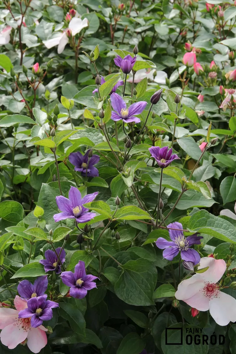 Powojnik bylinowy arabella