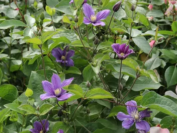 Powojnik całolistny 'Arabella' - zdjęcie 2