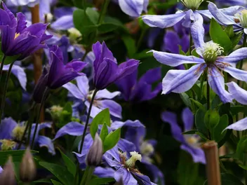 Powojnik całolistny 'Arabella' - zdjęcie 3