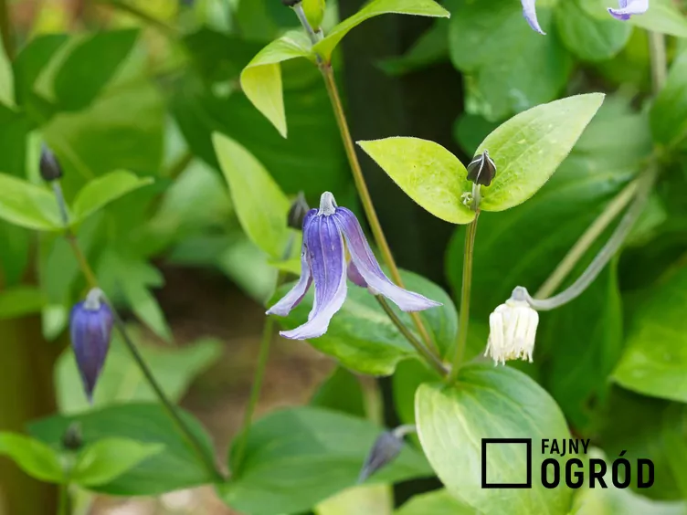 Powojnik całolistny 'Arabella'