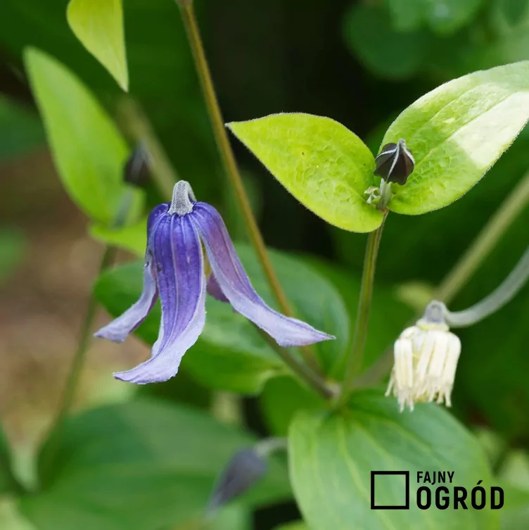 Powojnik całolistny 'Arabella' - zdjęcie 5