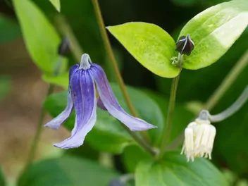 Powojnik całolistny 'Arabella' - zdjęcie 5