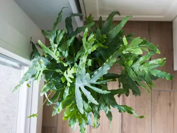 Flebodium złociste 'Blue Star' - zdjęcie 2