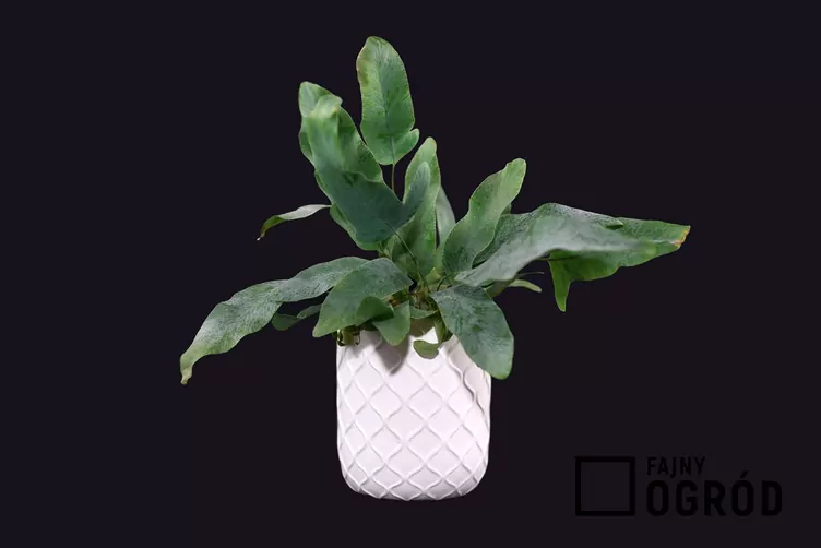 Paproć złocista 'Blue Star'