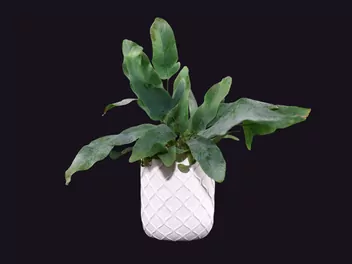 Flebodium złociste 'Blue Star' - zdjęcie 3