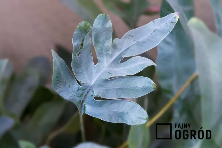 Flebodium złociste 'Blue Star'