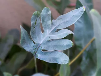 Flebodium złociste 'Blue Star' - zdjęcie 4