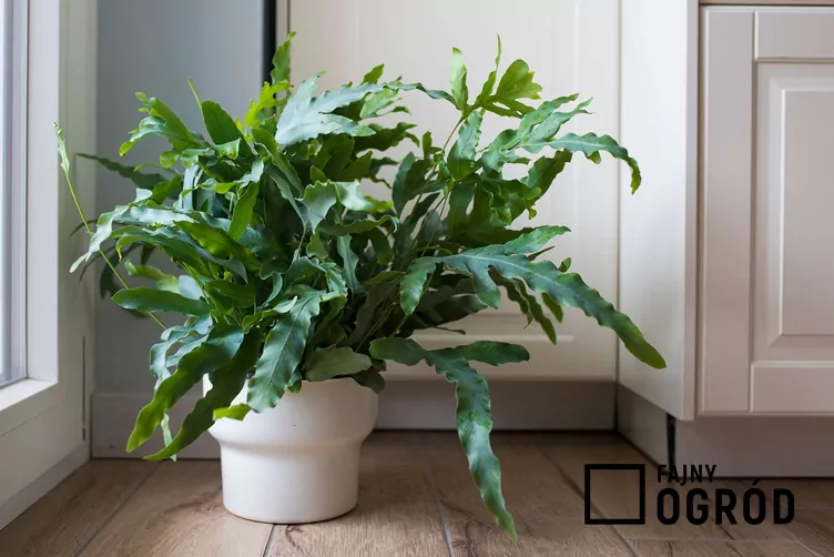 Flebodium złociste 'Blue Star' - zdjęcie 5