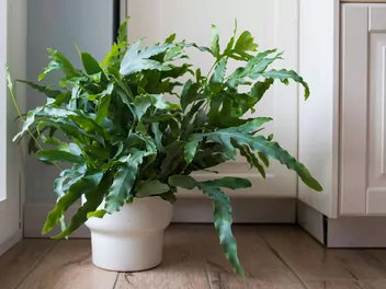 Flebodium złociste 'Blue Star' - zdjęcie 5