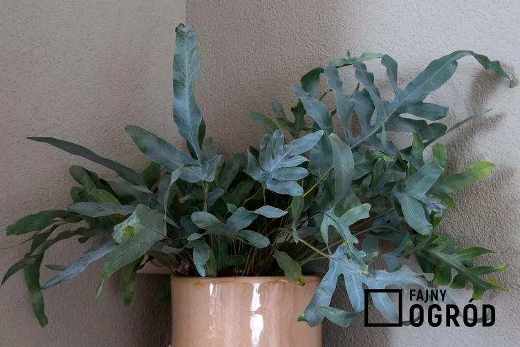 Flebodium złociste 'Blue Star'