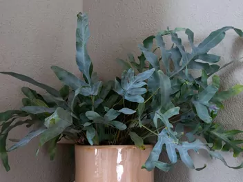 Zdjęcie ilustrujące flebodium złociste 'blue star'