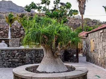 Bokarnea odgięta - zdjęcie 2