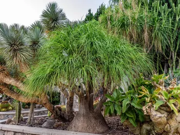 Bokarnea odgięta - zdjęcie 3