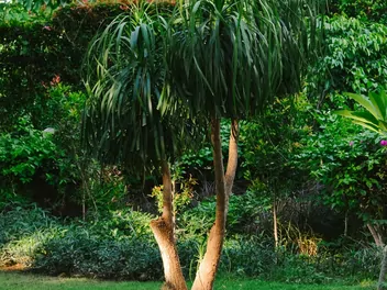 Bokarnea odgięta - zdjęcie 4