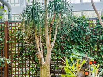 Bokarnea odgięta - zdjęcie 5