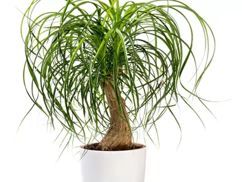 Ilustracja rośliny bokarnea odgięta