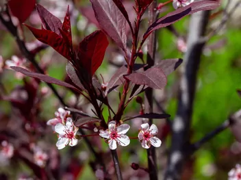 Zdjęcie ilustrujące śliwa dziecięca