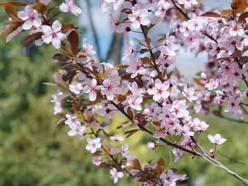 Śliwa dziecięca - zdjęcie 2