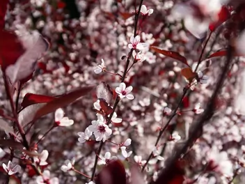 Śliwa dziecięca - zdjęcie 3