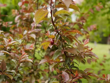 Śliwa dziecięca - zdjęcie 4