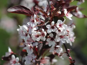 Śliwa dziecięca - zdjęcie 5