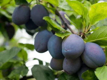 Zdjęcie ilustrujące śliwa domowa 'stanley'