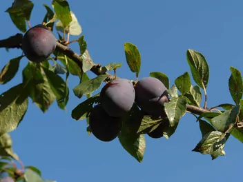 Śliwa domowa 'Stanley' - zdjęcie 2