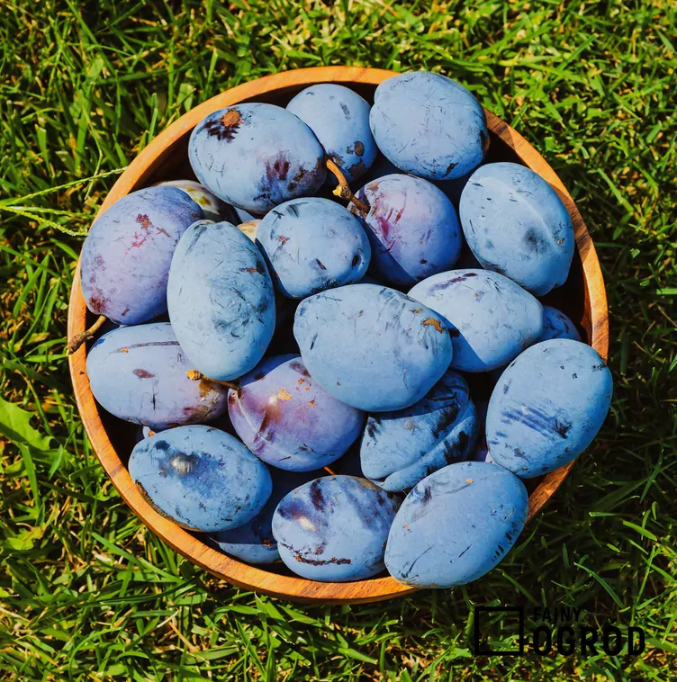 Śliwa domowa 'Stanley'