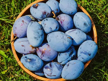 Śliwa domowa 'Stanley' - zdjęcie 3