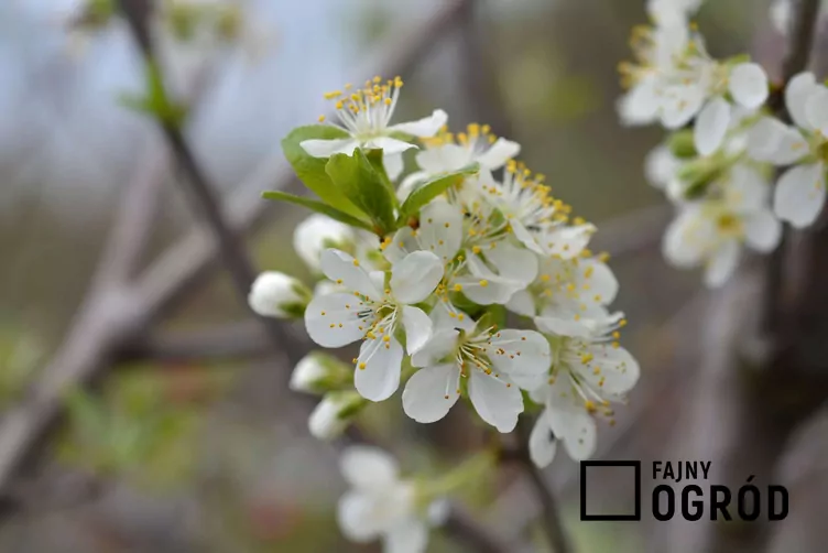 Śliwa domowa 'Stanley'