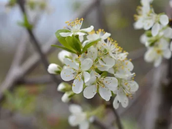 Śliwa domowa 'Stanley' - zdjęcie 4