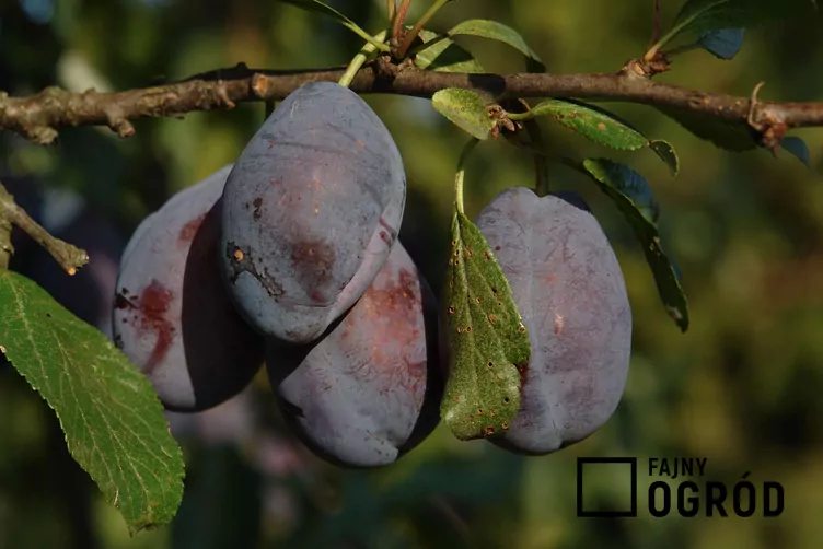 Śliwa domowa 'Stanley' - zdjęcie 5