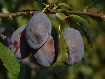 Śliwa domowa 'Stanley' - zdjęcie 5