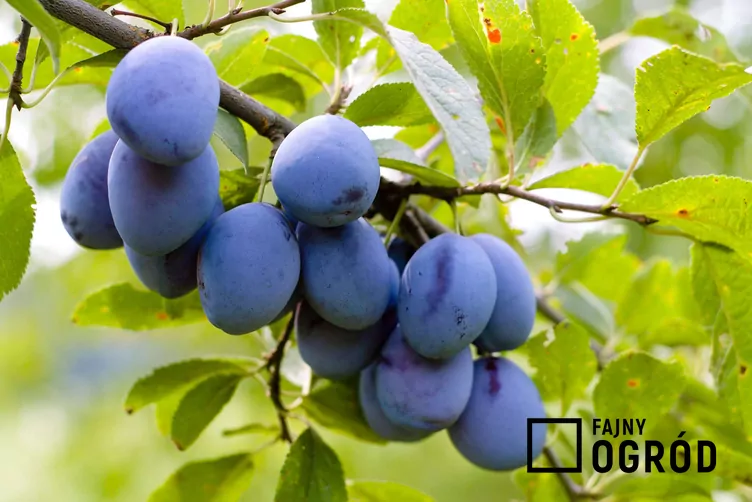 Śliwa domowa 'Herman'