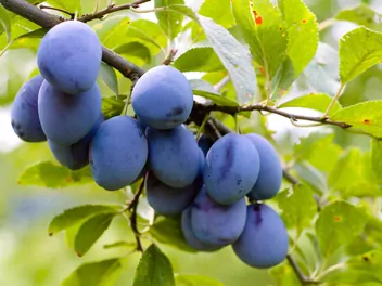 Zdjęcie ilustrujące śliwa domowa 'herman'